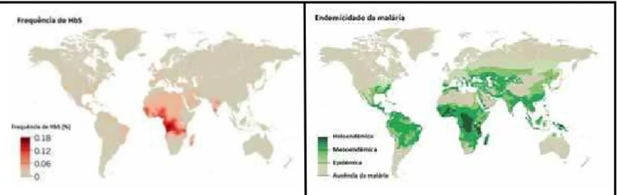 Figura 1. Distribuição geográfica mundial da freqüência de HbS e sua correlação com as áreas onde  a malária é endêmica