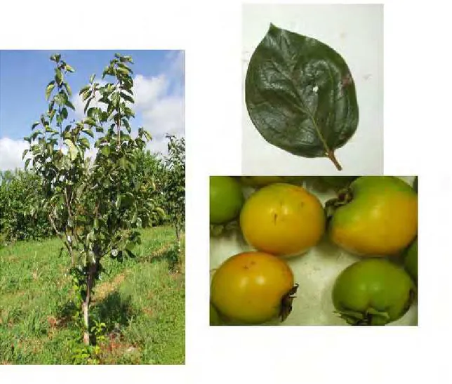 FIGURA 2 - Características da planta, folhas e frutos da variedade de caquizeiro Pomelo em  região de clima tropical, Selviria-MS, 2006