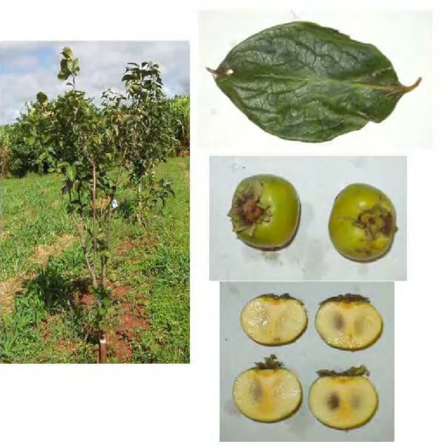 FIGURA 3 - Características da planta, folhas e frutos da variedade de caquizeiro Rubi em região  de clima tropical, Selviria-MS, 2006