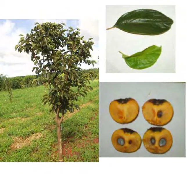 FIGURA 4 - Características da planta, folhas e frutos da variedade de caquizeiro Fuyuhana em  região de clima tropical, Selviria-MS, 2006