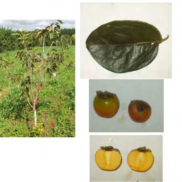 FIGURA 5 - Características da planta, folhas e frutos da variedade de caquizeiro Rama Forte em  região de clima tropical, Selviria-MS, 2006
