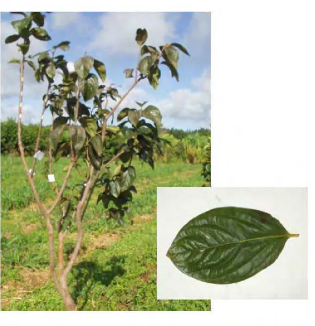 FIGURA 6 - Características da planta, folhas e frutos da variedade de caquizeiro Taubaté em  região de clima tropical, Selviria-MS, 2006
