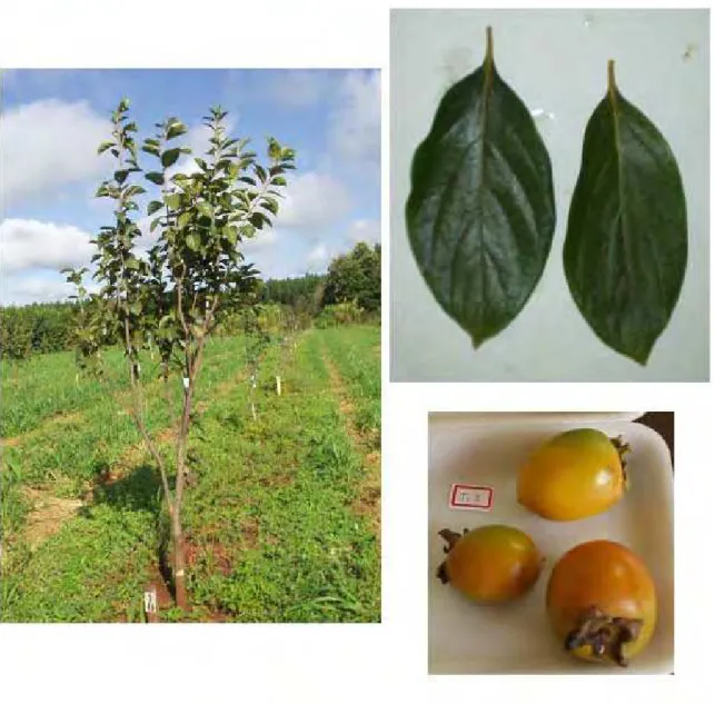 FIGURA 7 - Características da planta, folhas e frutos da variedade de caquizeiro Giombo em  região de clima tropical, Selviria-MS, 2006