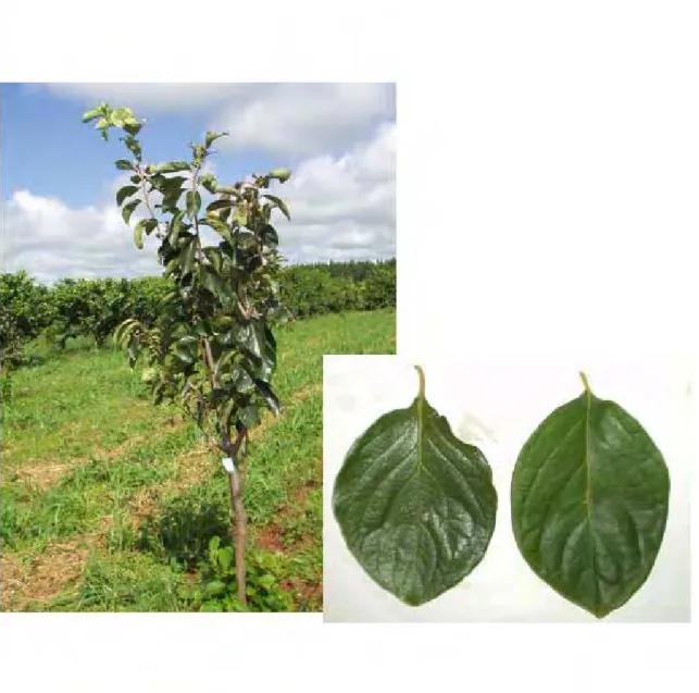 FIGURA 8 - Características da planta, folhas e frutos da variedade de caquizeiro Suruga em  região de clima tropical, Selviria-MS, 2006