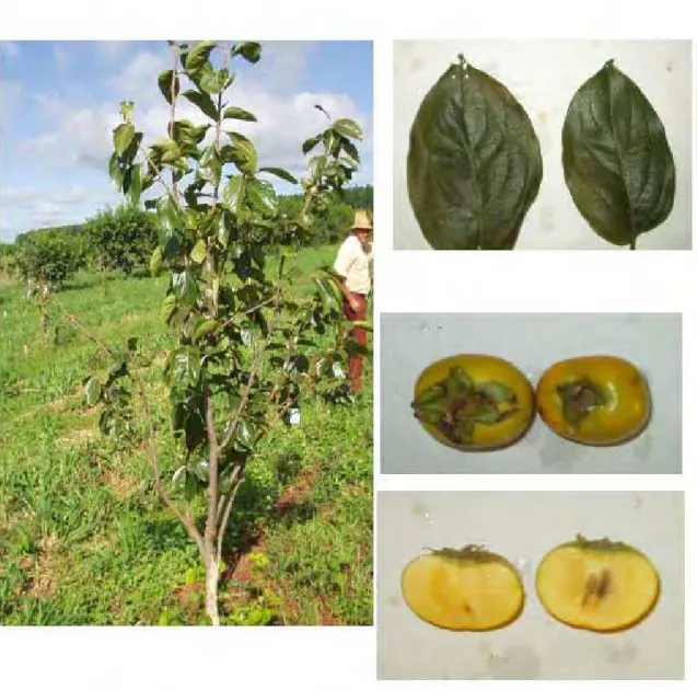 FIGURA 9 - Características da planta, folhas e frutos da variedade de caquizeiro Toote em  região de clima tropical, Selviria-MS, 2006