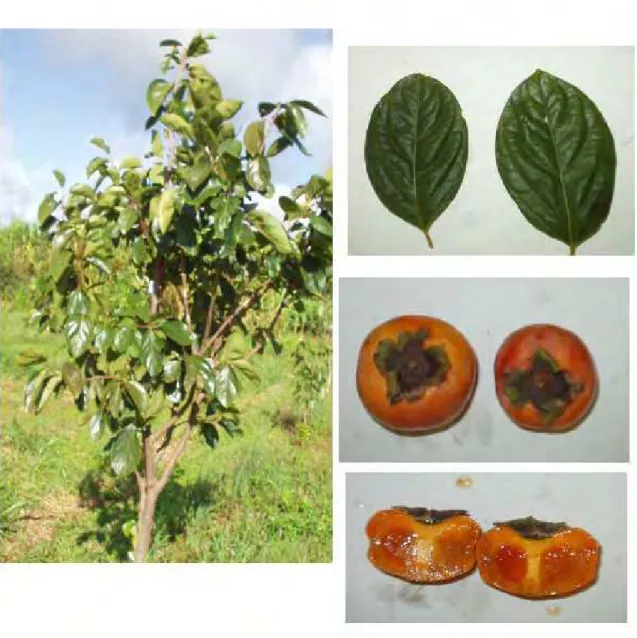 FIGURA 10 - Características da planta, folhas e frutos da variedade de caquizeiro Fuyu em  região de clima tropical, Selviria-MS, 2006