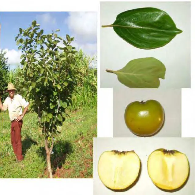 FIGURA 11 - Características da planta, folhas e frutos da variedade de caquizeiro Jiro em região  de clima tropical, Selviria-MS, 2006