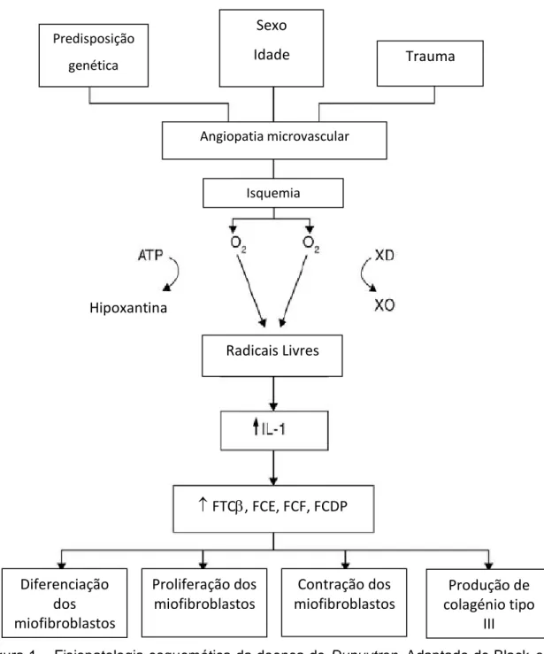 Figura 1 – Fisiopatologia esquemática da doença de Dupuytren. Adaptado de Black et  al