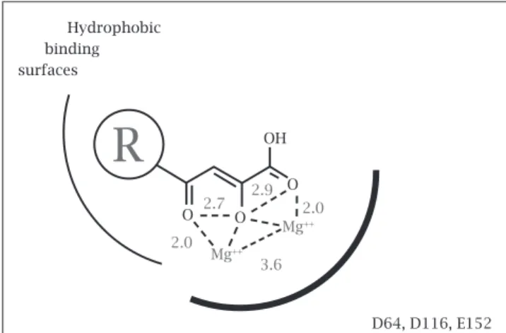 Figure 2: Model of InSTI interactions in the active site of  integrase (based on Grobler, Stillmock  et al 