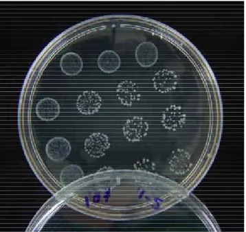 FIGURA 3B - E. faecalis em placas de Petri com TSa (grupo controle). 