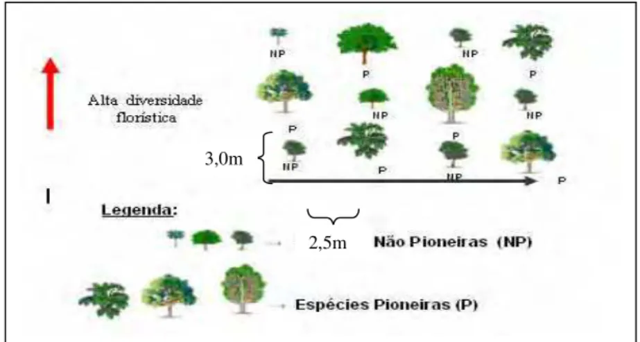 Figura 4 – Esquema de plantio realizado em julho de 2002 em toda  RPPN “Parque Florestal São Marcelo” - Mogi Guaçu, indicando os  espaçamentos entre espécies (2,5m) e entre linhas (3,0m), mostrando a  distribuição das espécies de acordo com os grupos suces