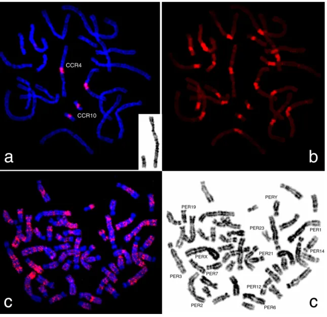 Fig.    1.   Representative  in   situ  hybridisation  of    CCR4/10sat sequences   from  Cricetus cricetus  (CCR)   onto  C