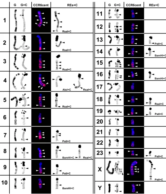 Fig.    2.  Table showing  the  in  situ hybridisation  pattern  of  CCR4/10sat in  Peromyscus eremicus  chromosomes