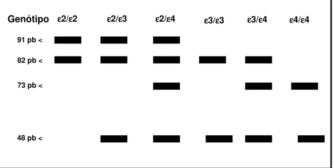 Figura 4.  Esquema mostrando a disposição dos fragmentos representados por pares de bases (pb) para  cada genótipo da apolipoproteína E, sob ação da restrição enzimática com Hha I
