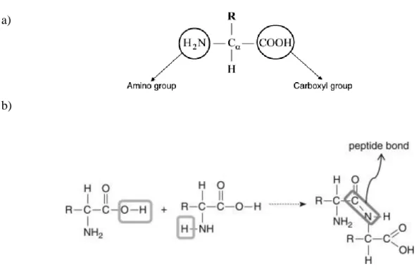Figure 1.2: a) Schematic representation of amino acids. R is the side chain  specific  to each amino  acids (2) b)Peptide bond (amide bond) between two amino acids (2)