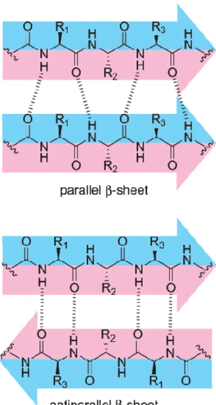 Figure 1.4: Structures of parallel and anti parallel β-sheet which show the difference in hydrogen bond  patterns