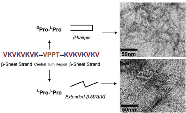 Figure 1.5: The peptide sequence and self-assembled material. Peptides with  D Pro- L Pro adopt β- β-hairpin conformation and TEM revealed entangled fibrils with a widhth of 3 nm each