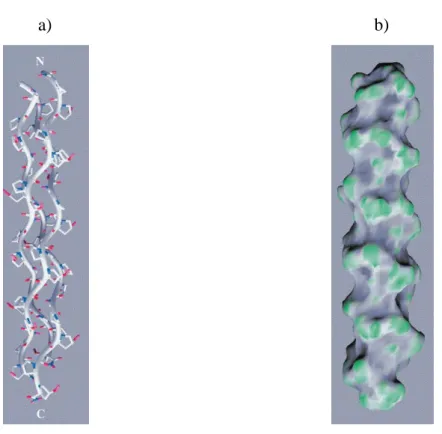 Figure 1.6: a ) Molecular structure of collagen - like peptide (Ac-Pro-Hyp-Gly-HH 3 ) triple helix (28)