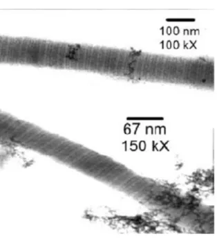 Figure 1.9: High magnification transmission electron micrographs reveal a well defined periodic  structure (32).