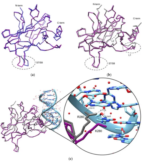 Figure 2. Comparison of p53R280K DBD (backbone in purple) with (a) human DNA-free (2OCJ, blue) and (b) DNA-bound (2AC0, gray) wt p53 DBD structures