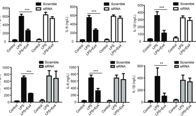 Figure 3. Effect of exendin-4 (Ex4) on the secretion of in ﬂ ammatory macrophage cytokines