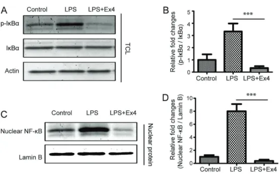 Figure 6. Effect of exendin-4 (Ex4) on lipopolysaccharide (LPS)-activated NF-kB pathway in mouse peritoneal macrophage