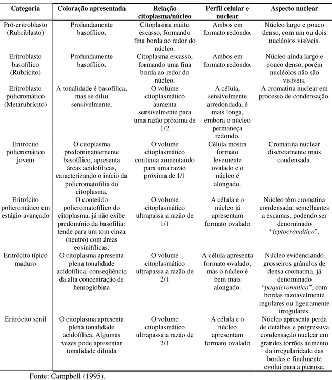 Tabela 6: Categorização dos elementos da linhagem eritrocítica em esfregaço sanguíneo corado pelos métodos de Romanowisk.