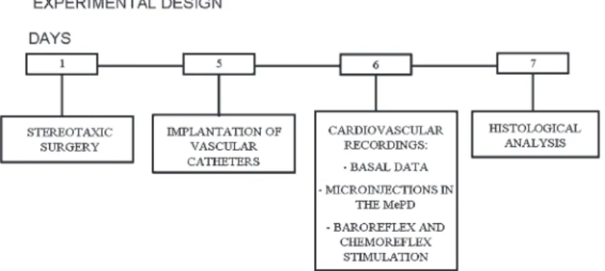 Figure 1. Experimental design (in days) with surgical, microinjection, cardiovascular recordings and histological procedure schedules.