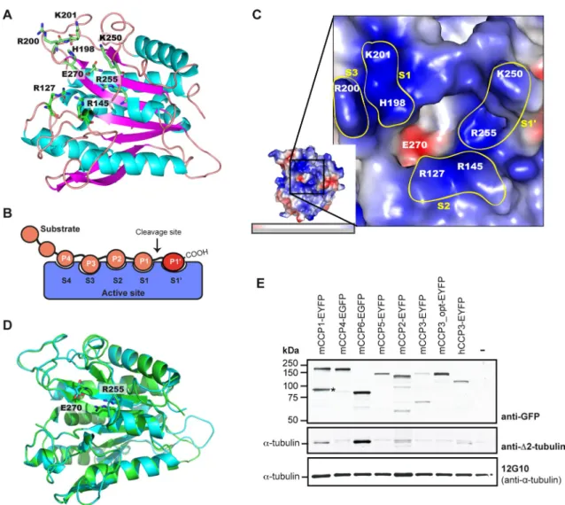 FIGURE 1:  Structural modeling of the carboxypeptidase domains of CCP2 and CCP3. (A) Modeled structure of human  CCP3 (as a convention, all residues are numbered according to the corresponding active-site residues in bovine  carboxypeptidase A1 after prope