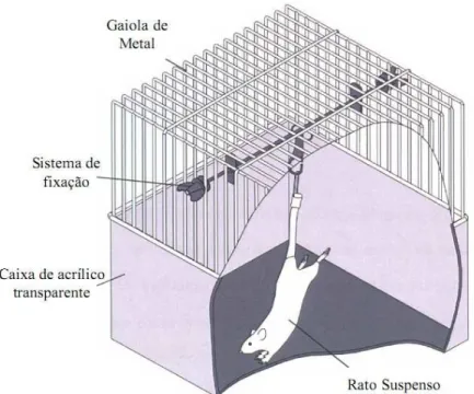 Figura A. Desenho Esquemático do rato suspenso pela cauda. Fonte: Shimano (25). 