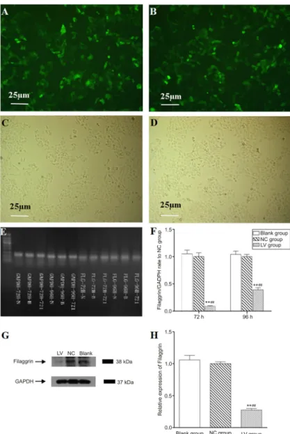 Figure 1. Filaggrin silencing in normal human epidermal keratinocytes (NHEKs). Cell sorting was carried out by selecting cells expressing the green fluorescent protein (GFP) marker