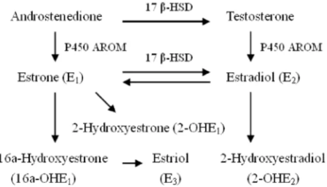 Figure 1. Estrogen metabolism pathways, including estrone, estradiol, and estrogen metabolites