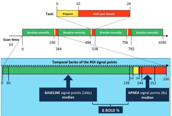 Figure 1. Top: visual BOLD-functional MRI activation paradigm based on traf ﬁ c lights for instructing subjects on breathing tasks during echo-planar image acquisition
