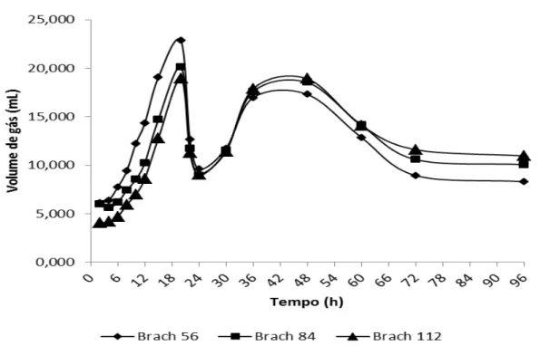 Gráfico 1. Produção estacionária de gases em ml do capim Brachiaria decumbens verde  em três diferentes idades (56, 84 e 112 dias) 