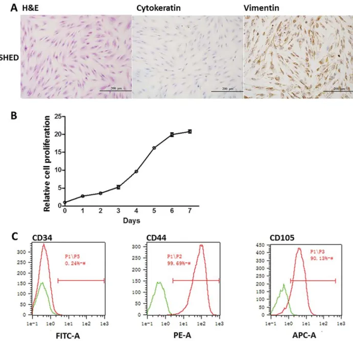 Figure 1. Photomicrographs of extracted stem cells from human exfoliated deciduous teeth (SHEDs) showing characteristics of mesenchymal stromal cells (spindle-like shape) with high proliferation activity