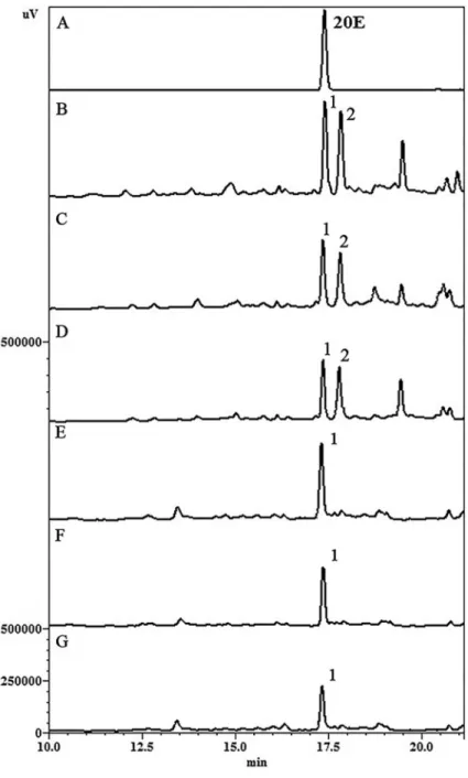 Figure 1. Comparative chromatogram of S. tuber- tuber-culata extracts, using 40% ethanol for leaves and 70% ethanol for roots