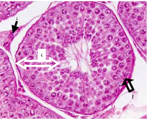 FIGURA 2B – Fotomicrografia do túbulo seminífero normal  de um cão adulto. Presença de células intersticiais - leydig  (a), células de sertoli (b) e epitélio seminífero (c) (HE, 400x)