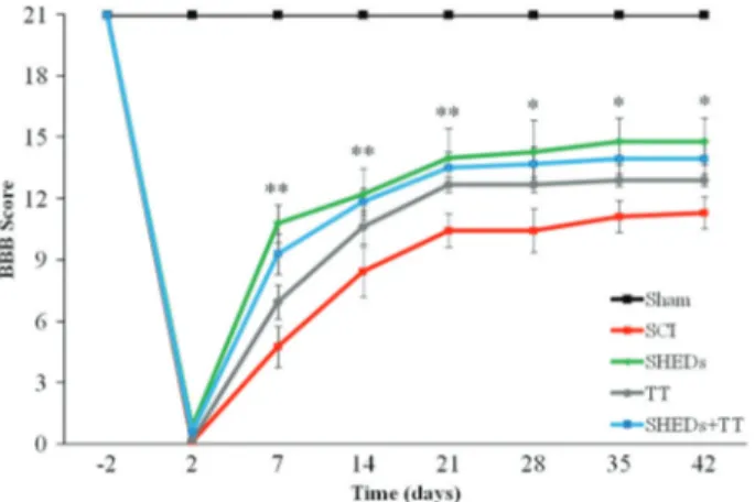 Figure 3. Progress of hind limbs functional recovery after incom- incom-plete spinal cord injury (SCI), as evaluated with the BBB scale, in sham operated (Sham), SCI, SCI treated with stem cells from human exfoliated deciduous teeth (SHEDs), SCI treated wi