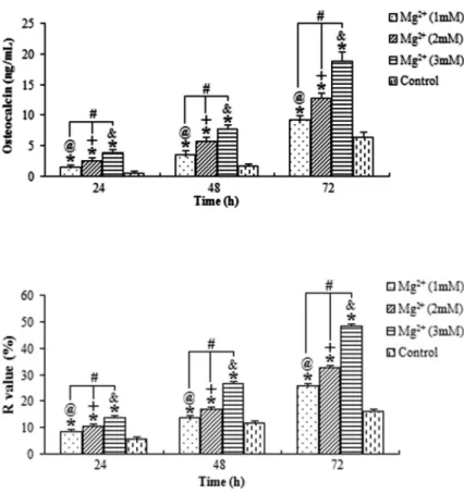 Figure 4. Average ﬂ uorescence recovery (R value) for osteoblasts treated with magnesium (Mg 2 + ).