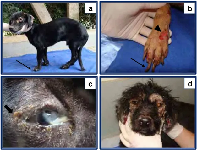 FIGURA 2 - Imagens de algumas das principais alterações observadas ao  exame físico geral dos 30 cães naturalmente acometidos por  leishmaniose visceral