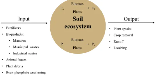 Figure 1.4 - Scheme synthetizing the soil P Input and Outputs. 
