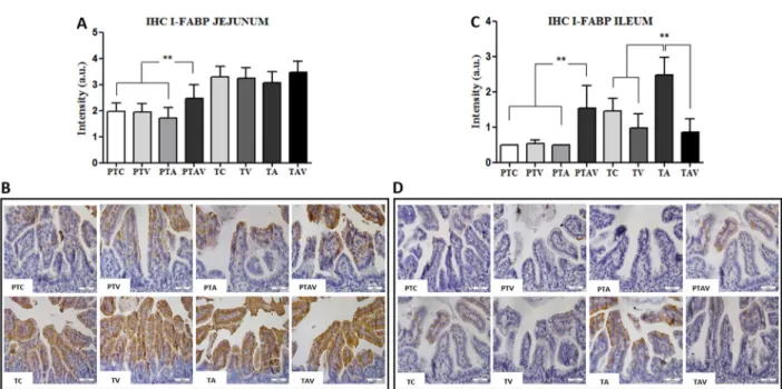 Figure 4. Immunohistochemistry (IHC) results of the fatty acid-binding intestinal protein (I-FABP) expression in newborn rats.