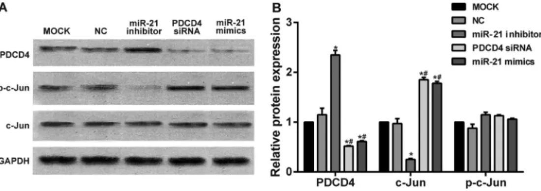Figure 5. Programmed cell death 4 (PDCD4), c-Jun and p-c-Jun expressions after transfection