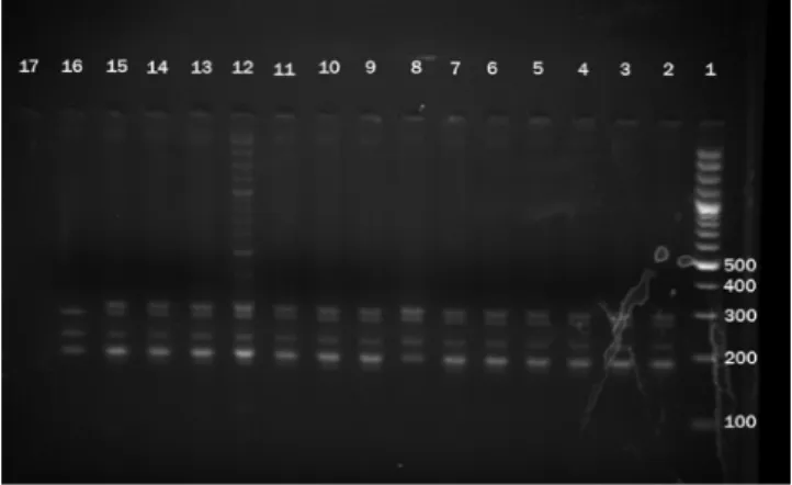 Table 3 - Distribution of mutations associated with RIF and INH resistance among MTB isolates