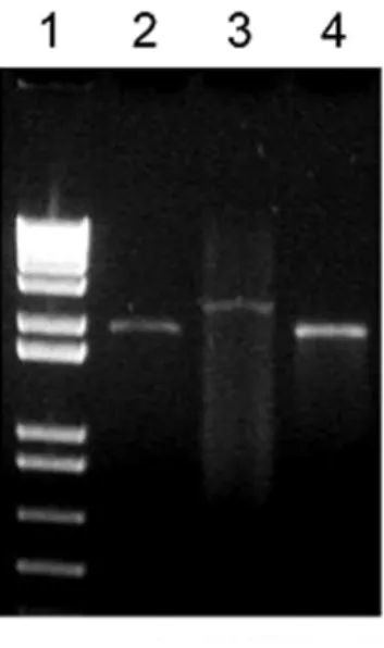 Fig. 2 - Agarose gel electrophoresis of PCR products using  primers flanking the BCG_0092 gene