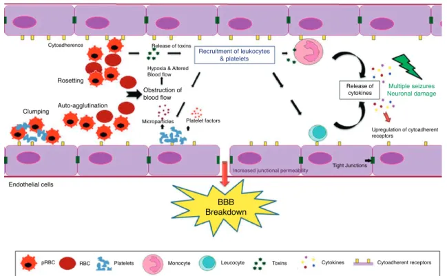 Fig. 1 – The blood–brain barrier (BBB) breakdown during cerebral malaria pathogenesis