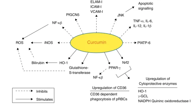 Fig. 3 – Molecular targets of curcumin in cerebral malaria.