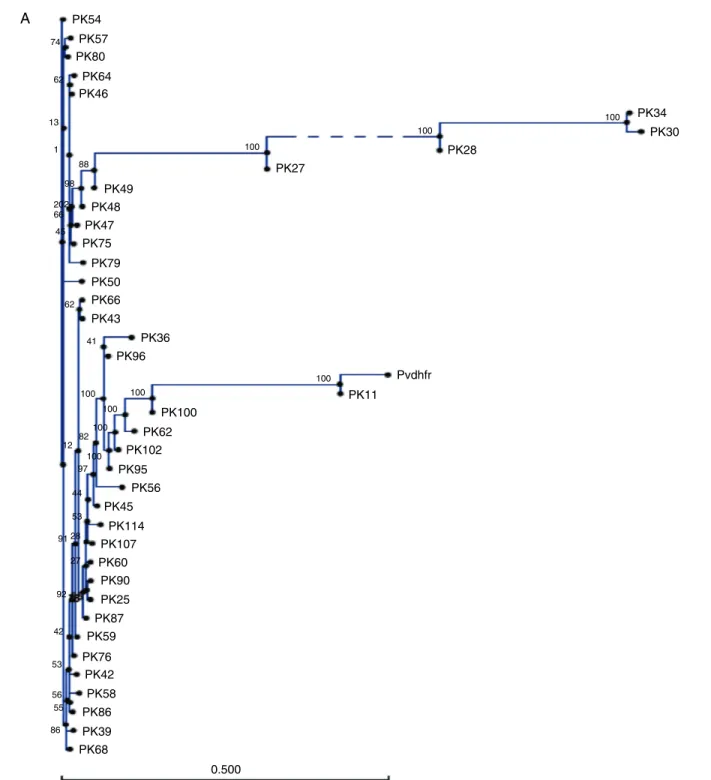 Fig. 1 – Phylogenetic representation of pvdhfr gene (A) and pfdhfr (B) along with wild type sequences from GenBank.