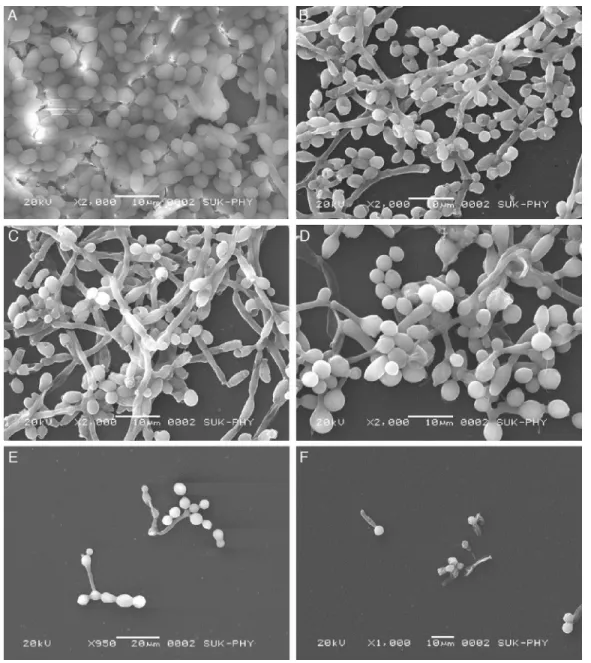Fig. 2 – Scanning electron micrographs of FLC and VOR antifungal drugs alone and in combination with CQ, against biofilm development of C