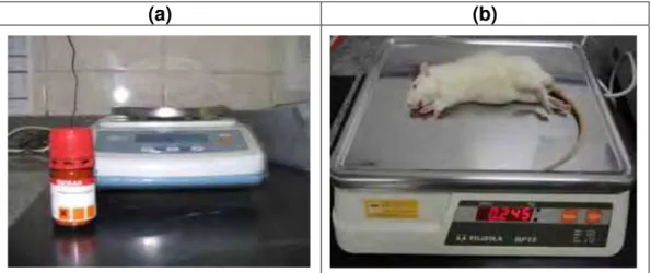 Figura 2 – Preparo para indução do Diabetes. (a) Pesagem do aloxano; (b) Pesagem do  animal